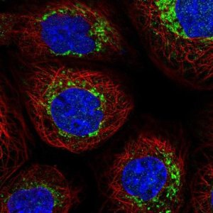 Anti-NDUFB6 antibody produced in rabbit 