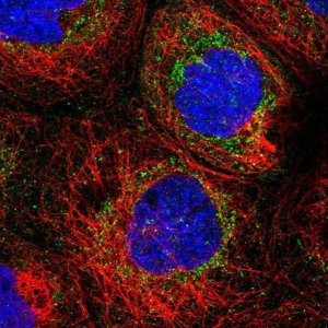 Anti-NDUFB9 antibody produced in rabbit HPA042768-100UL
