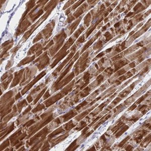Anti-NDUFC2 antibody produced in rabbit 