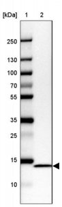 Anti-NDUFC2 antibody produced in rabbit HPA038873-100UL