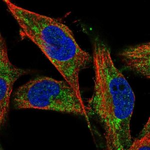 Anti-NDUFV1 antibody produced in rabbit 