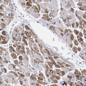 Anti-NEBL antibody produced in rabbit 