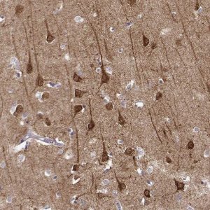 Anti-NECAB3 antibody produced in rabbit 