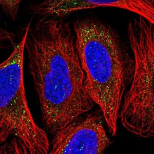 Anti-NECAP1 antibody produced in rabbit 
