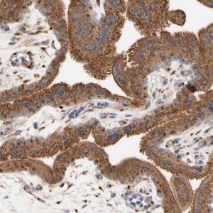 Anti-NECTIN3 antibody produced in rabbit 