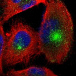 Anti-NECTIN3 antibody produced in rabbit 