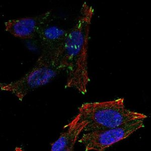 Anti-NEDD4L antibody produced in rabbit 
