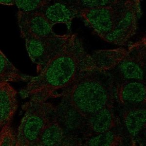 Anti-NEDD8 antibody produced in rabbit 