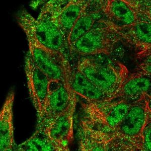 Anti-NEDD9 antibody produced in rabbit 