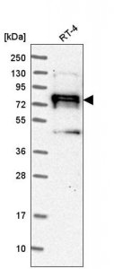 Anti-NEDD9 antibody produced in rabbit 