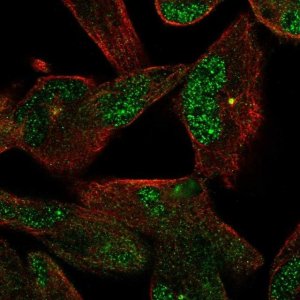 Anti-NEK2 antibody produced in rabbit 