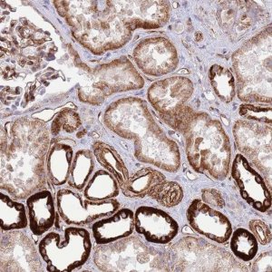 Anti-NEK3 antibody produced in rabbit 