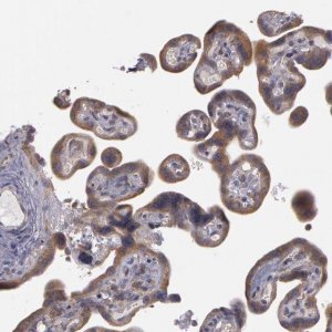 Anti-NEK9 antibody produced in rabbit 