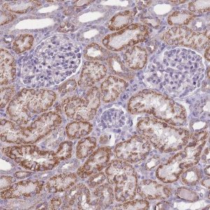 Anti-NELL1 antibody produced in rabbit 