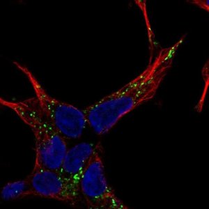 Anti-NELL2 antibody produced in rabbit 