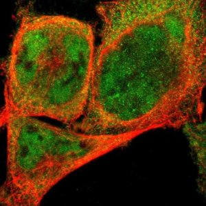 ANTI-NEMF antibody produced in rabbit 