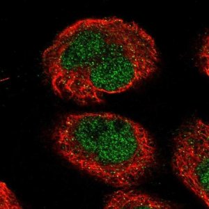 Anti-NEMP1 antibody produced in rabbit 