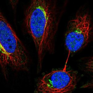 Anti-NETO2 antibody produced in rabbit 