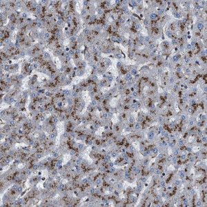 Anti-NEU1 antibody produced in rabbit 