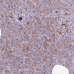 Anti-NEURL1 antibody produced in rabbit 