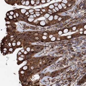 Anti-NEURL1B antibody produced in rabbit 