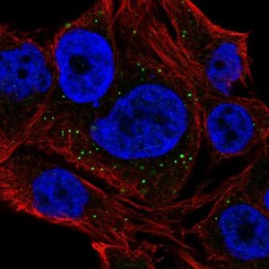 Anti-NEURL2 antibody produced in rabbit 