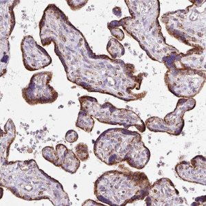 Anti-NF1 antibody produced in rabbit 