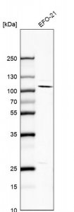 Anti-NFE2L1 antibody produced in rabbit 