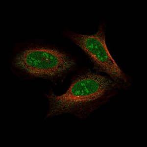 Anti-NFE2L2 antibody produced in rabbit 