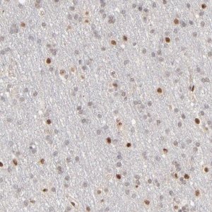 Anti-NFIB antibody produced in rabbit 