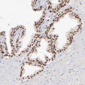 Anti-NFIB antibody produced in rabbit 