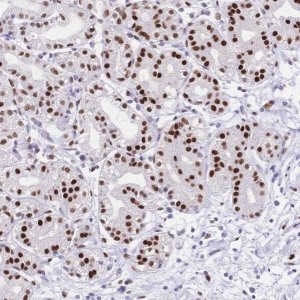 Anti-NFIC antibody produced in rabbit 