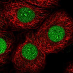 Anti-NFIC antibody produced in rabbit 