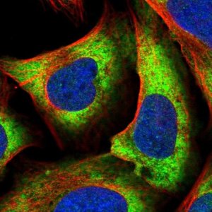 Anti-NFU1 antibody produced in rabbit 