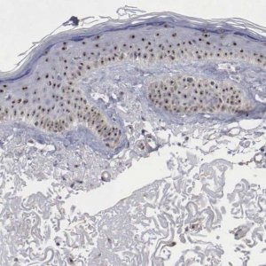 Anti-NGDN antibody produced in rabbit 