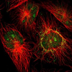 Anti-NGDN antibody produced in rabbit 