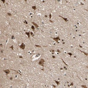 Anti-NGEF antibody produced in rabbit 
