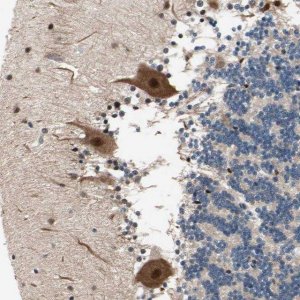 Anti-NGEF antibody produced in rabbit 