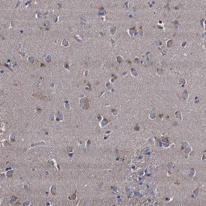 Anti-NGRN antibody produced in rabbit 