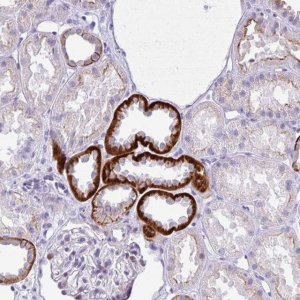 Anti-NHLH2 antibody produced in rabbit 
