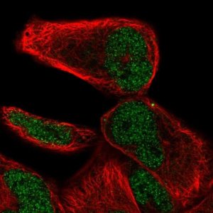 Anti-NHLRC2 antibody produced in rabbit 