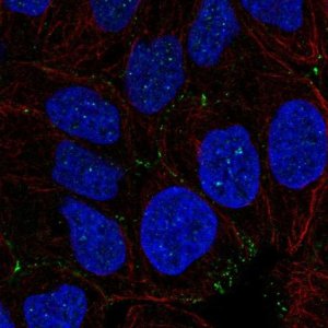 Anti-NHS antibody produced in rabbit 