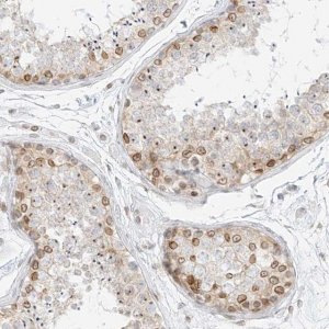 Anti-NHSL1 antibody produced in rabbit 