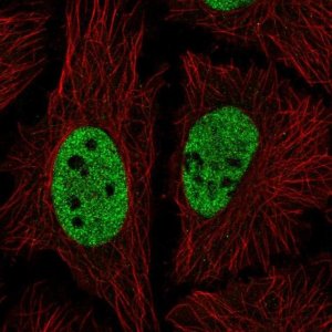 Anti-NICN1 antibody produced in rabbit 