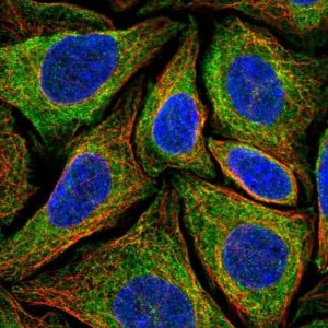 Anti-NINJ2 antibody produced in rabbit 