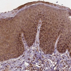 Anti-NIPAL2 antibody produced in rabbit 