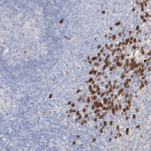 Anti-NIPAL4 antibody produced in rabbit 