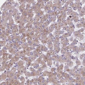 Anti-NIPSNAP1 antibody produced in rabbit HPA059227-100UL