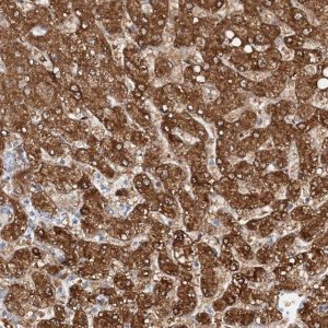 Anti-NIT2 antibody produced in rabbit 