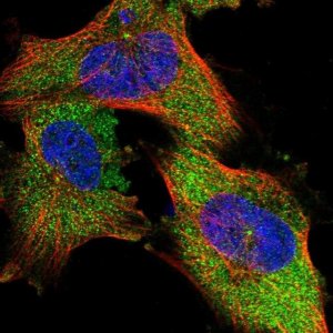 Anti-NIT2 antibody produced in rabbit 